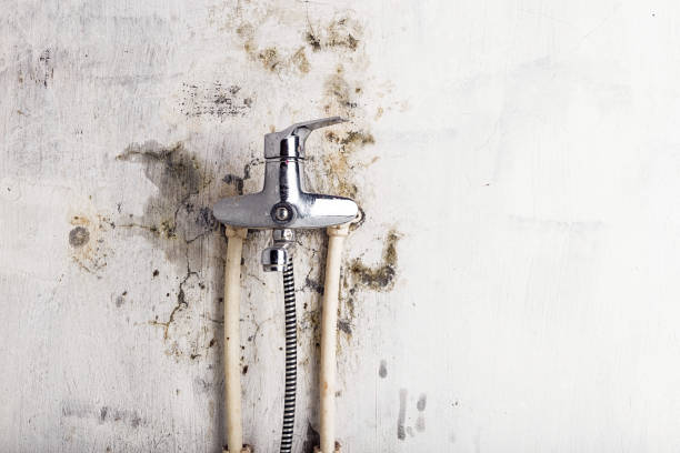 Best Residential Mold Remediation in Plano, IL