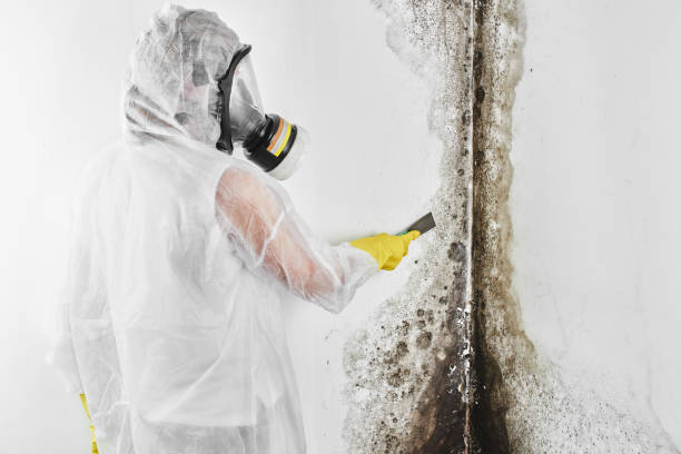 Best Bathroom Mold Remediation in Plano, IL
