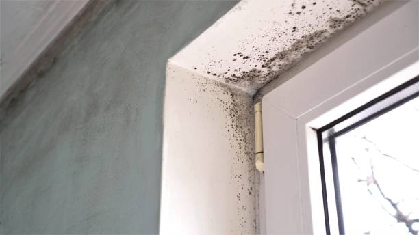 Best Localized Mold Remediation (e.g., coastal areas, humid climates) in Plano, IL