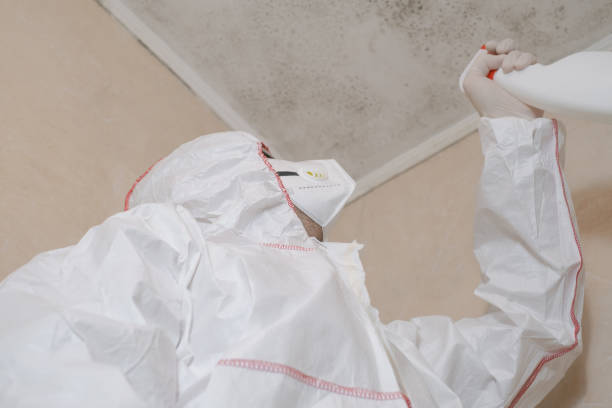 Best White Mold Remediation in Plano, IL
